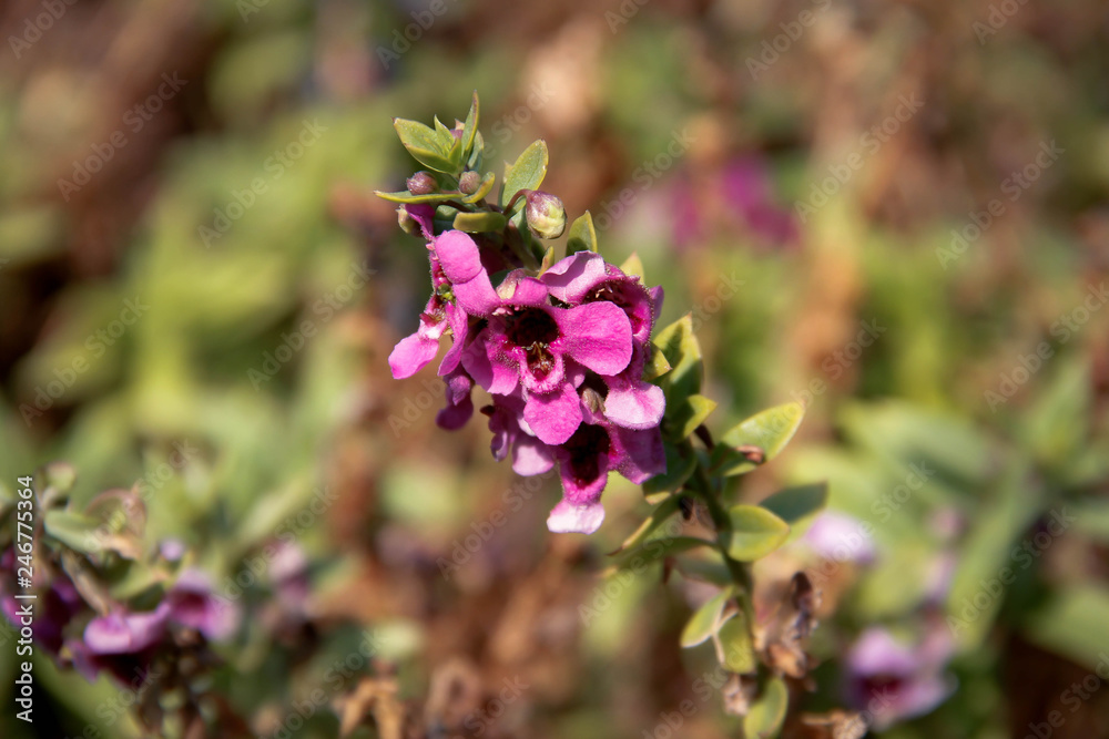 bee on flower