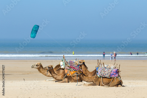 Four camels lying on the sandy beach by the sea with kites in background in Essaouira beach, Morocco