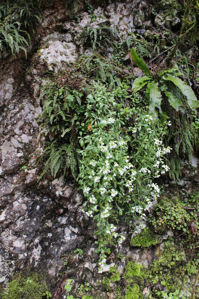 Obraz premium moss on tree