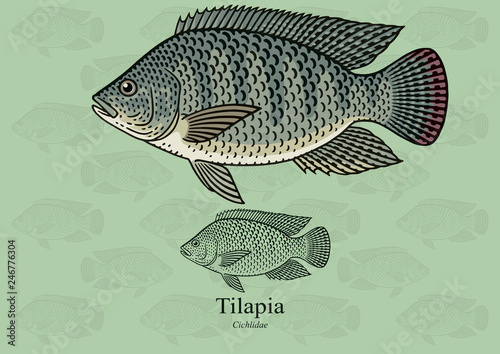 Tilapia. Vector illustration with refined details and optimized stroke that allows the image to be used in small sizes (in packaging design, decoration, educational graphics, etc.)