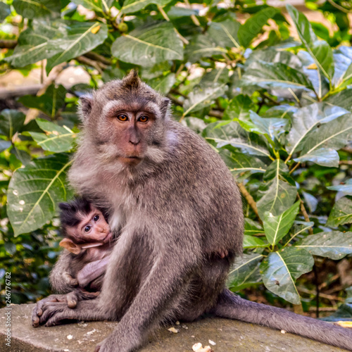Forêt des singes, Bali, Indonésie
