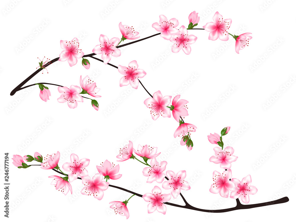 Bloom branch with pink flowers, buds illustration Bloom branch with pink flowers, buds illustration