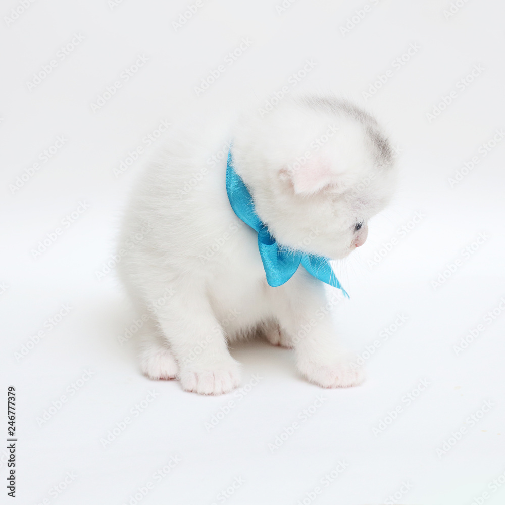 white Scottish fold kitten on white background white Scottish fold kitten on white background