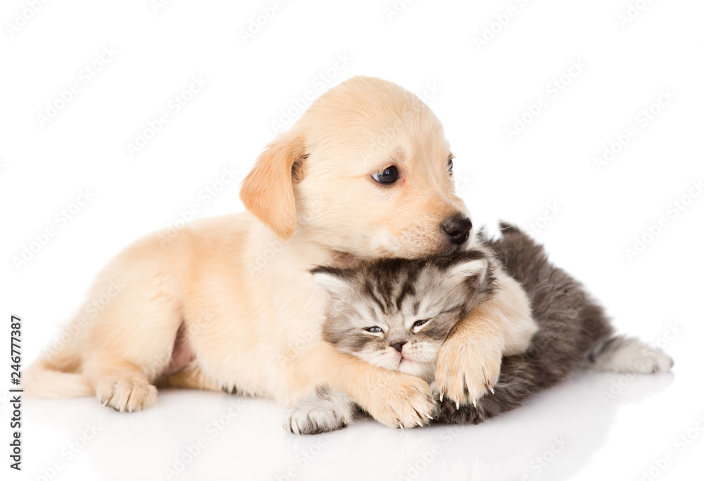golden retriever puppies cuddling