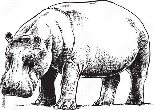 hippopotamus, vector sketch