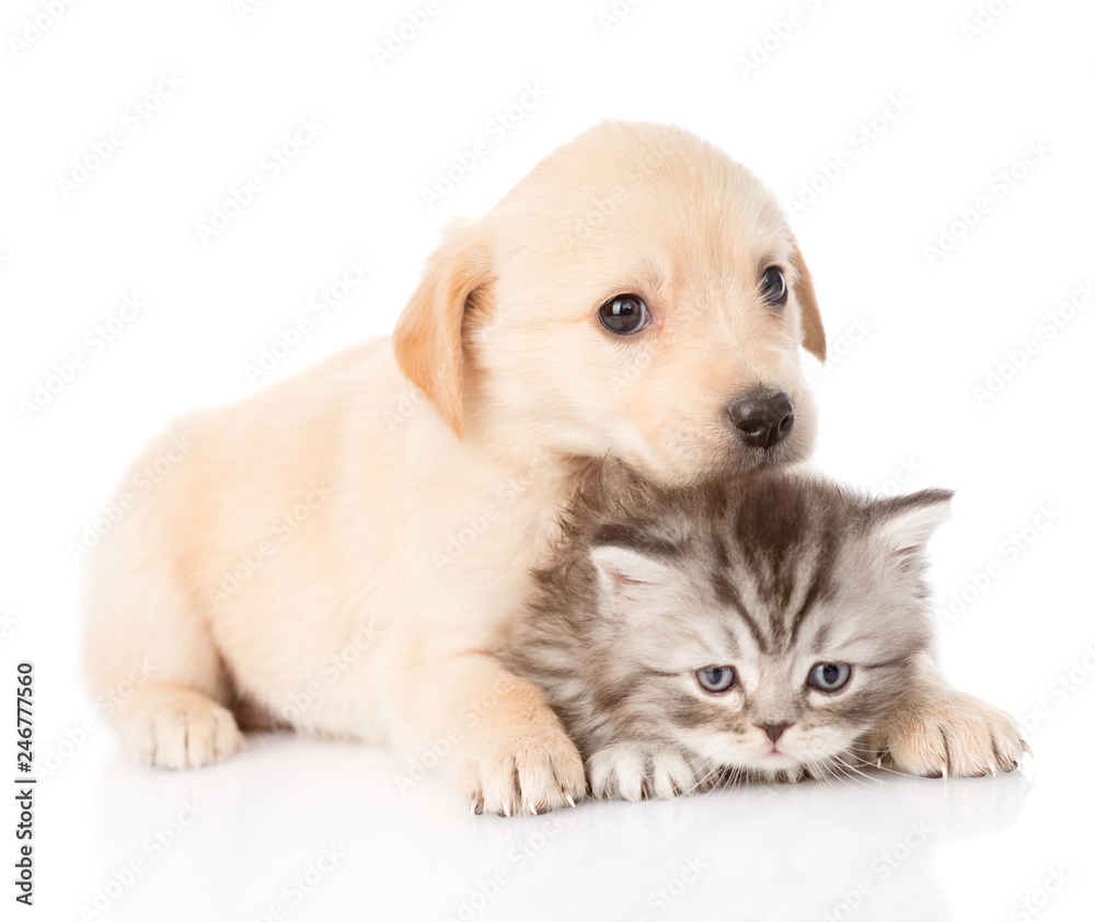 golden retriever puppy dog and british cat together. isolated on white background
