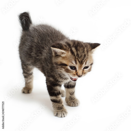 striped kitten Scottish straight on white background