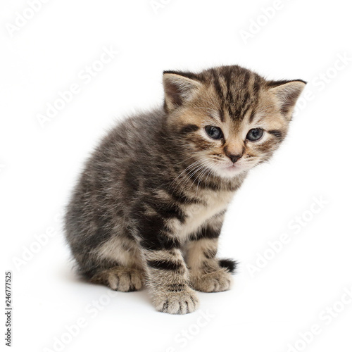 striped kitten Scottish straight on white background