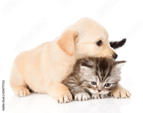 golden retriever puppy dog and british cat together. isolated on white background