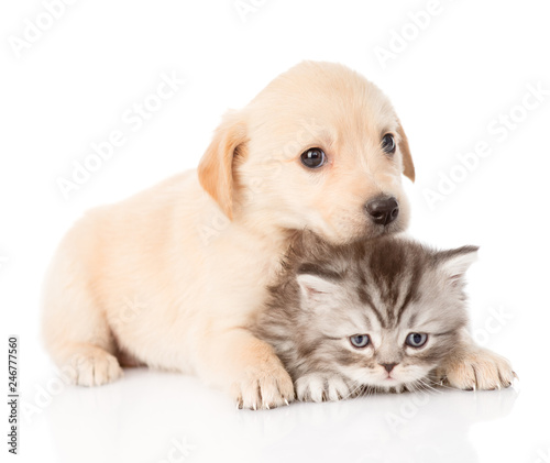 Fototapeta Naklejka Na Ścianę i Meble -  golden retriever puppy dog and british cat together. isolated on white background
