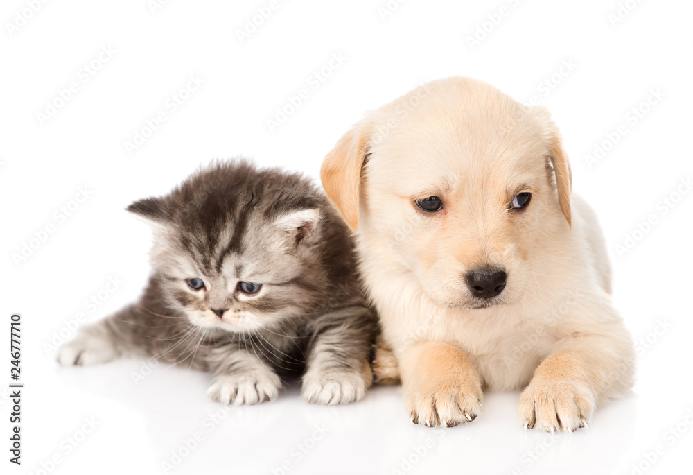 golden retriever puppy dog and british tabby cat lying together. isolated on white background golden retriever puppy dog and british tabby cat lying together. isolated on white background