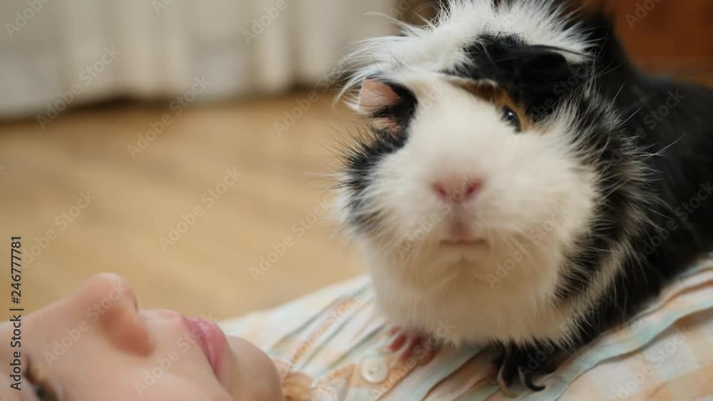 Home animal child little girl plays with guinea pig pet lying on the floor Home animal child little girl plays with guinea pig pet lying on the floor