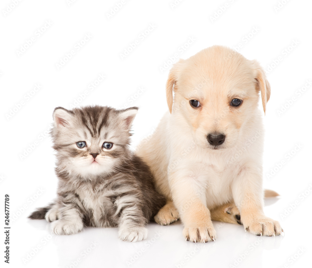 golden retriever puppy dog and british tabby cat sitting together. isolated on white background