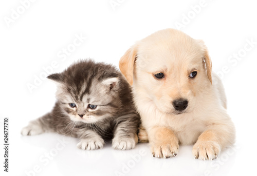 golden retriever puppy dog and british tabby cat lying together. isolated on white background