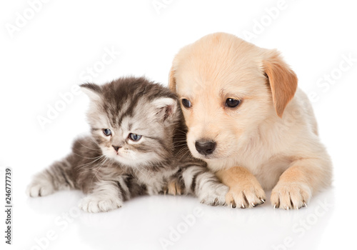 Fototapeta Naklejka Na Ścianę i Meble -  golden retriever puppy dog and british tabby cat lying together. isolated on white background