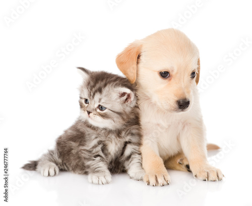 Fototapeta Naklejka Na Ścianę i Meble -  golden retriever puppy dog and british tabby cat sitting together. isolated on white background