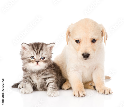 golden retriever puppy dog and british tabby cat sitting together. isolated on white background