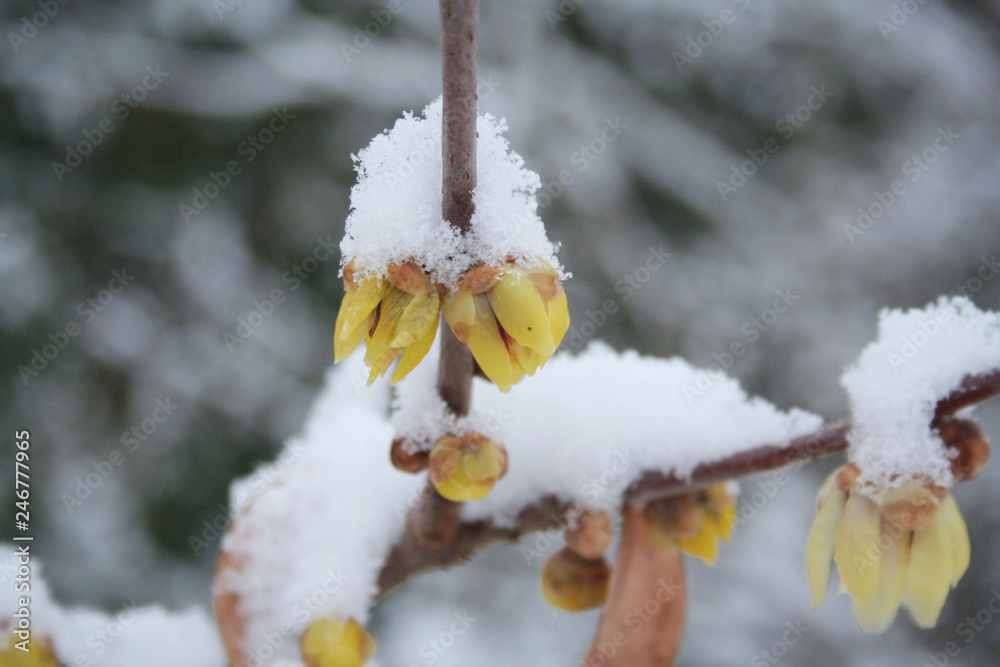 Chimonanthus praecox or Calycanthus bush with yellow flowers covered by snow in the garden. Wintersweet bush in winter Chimonanthus praecox or Calycanthus bush with yellow flowers covered by snow in the garden. Wintersweet bush in winter