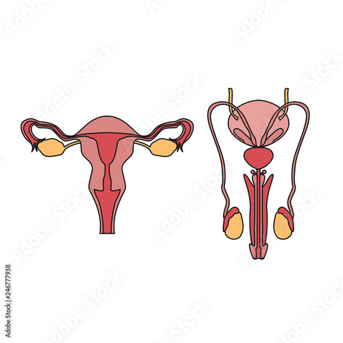 Male reproductive system vector drawing. Woman reproductive system vector  drawing. Male and female reproductive system Stock Vector | Adobe Stock