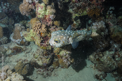 Puffer fish at the Red Sea  Egypt
