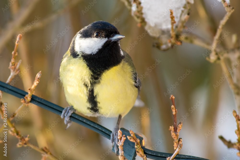 Obraz premium Great tit on a branch in Sweden