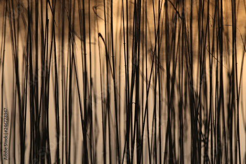 Yellow Bulrush growing on a lake bokeh background texture