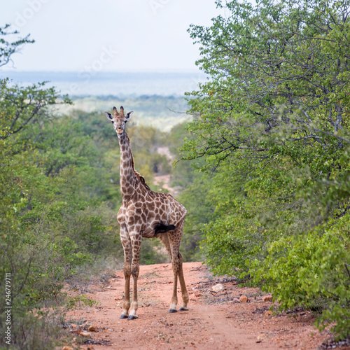 Giraffe in Kruger national park  South Africa   Specie Giraffa camelopardalis family of Giraffidae