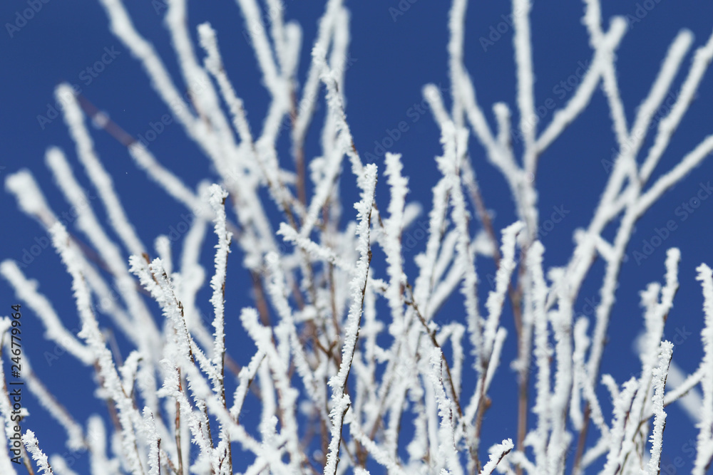 Frost covered trees in blue sky winter background on the top of Causasus mountains in Mestia, Svaneti (Svanetia) region of Georgia Frost covered trees in blue sky winter background on the top of Causasus mountains in Mestia, Svaneti (Svanetia) region of Georgia