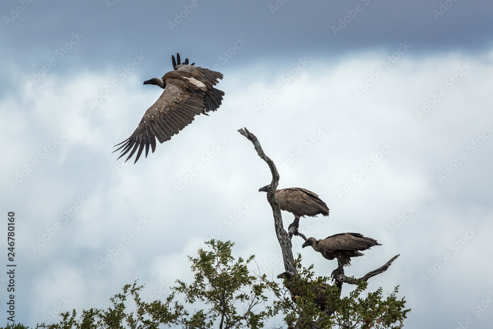 White backed Vulture in Kruger National park, South Africa ; Specie Gyps africanus family of Accipitridae White backed Vulture in Kruger National park, South Africa ; Specie Gyps africanus family of Accipitridae