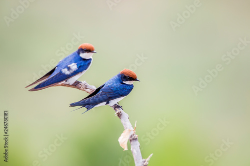 Wire tailed Swallow in Kruger National park, South Africa ; Specie Hirundo smithii family of Hirundinidae