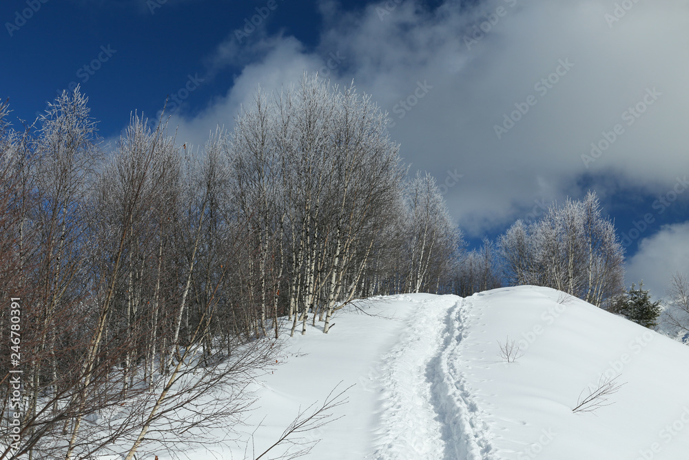 Obraz premium Snow covered birch trees on the top of Causasus mountains in Mestia, Svaneti (Svanetia) region of Georgia