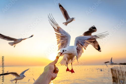 Traveller feeding food a seagull in flight by hand.Gull bird flying hover come around to eat on beautiful twilight sunset sky over the sea at Bang Pu, Thailand.Freedom,Vacation,Travel,Holiday Concept.