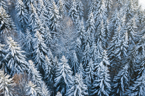 Mountain snow covered pine forest, top down aerial view. Winter landscape.