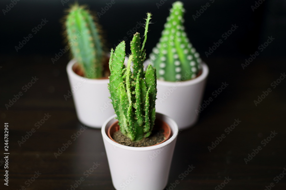 Small cute cacti succulents in light pink pots for interior  plant decoration in the room with a yellow pillow in the background