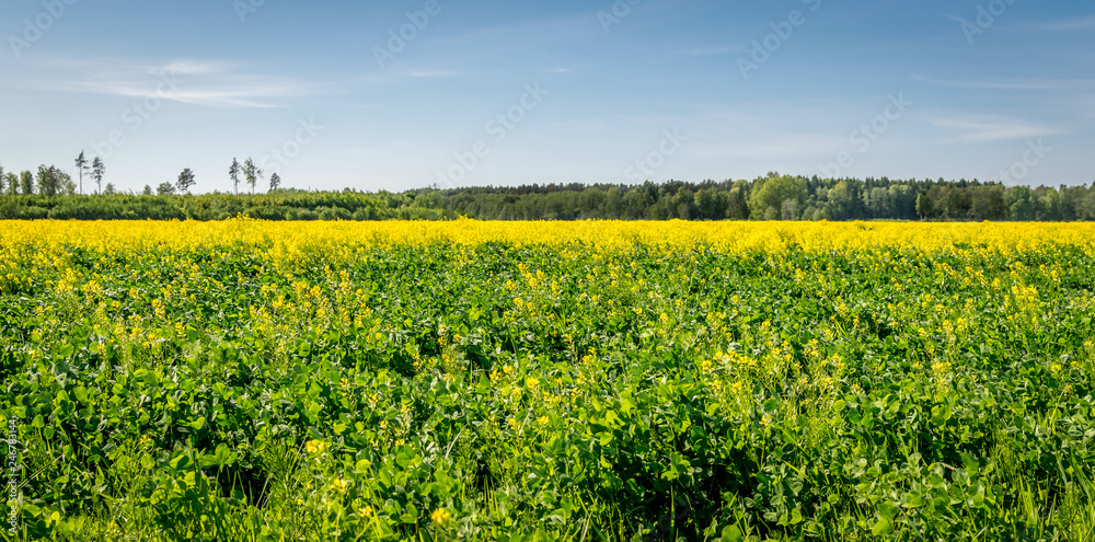 yellow field of oilseed rape on a summers day.