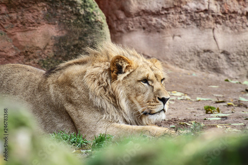 a young male lion is lying and watching in front of red rocks
