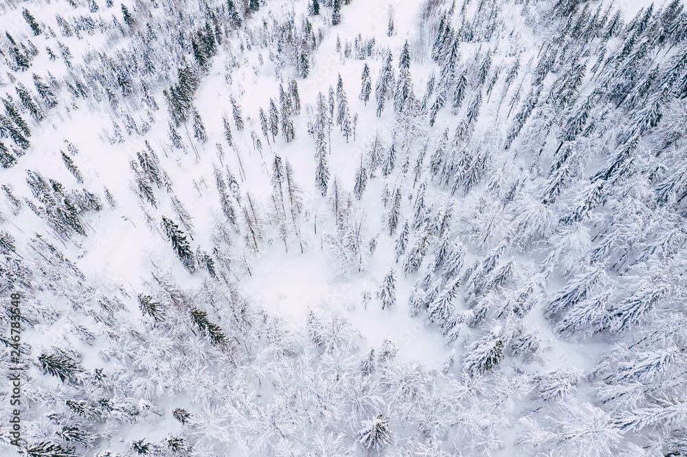 Fototapeta premium Mountain snow covered pine forest, top down aerial view. Winter landscape.