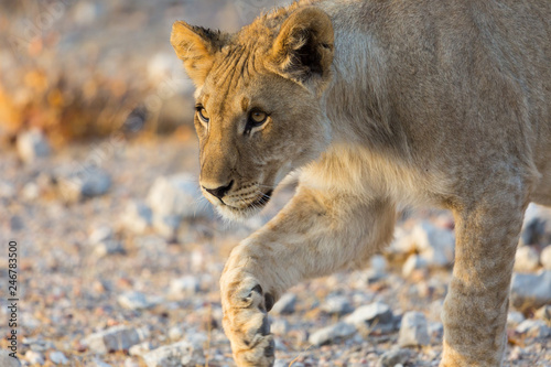 close view of young lion stalking in wildlife