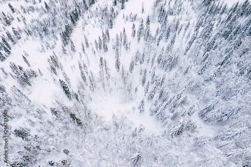Mountain snow covered pine forest, top down aerial view. Winter landscape.