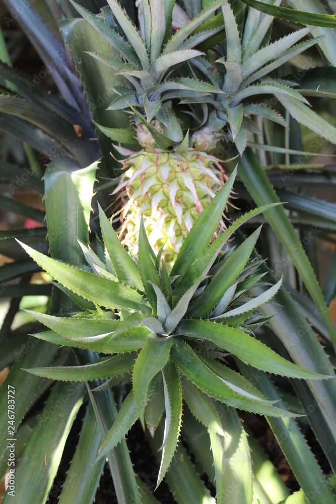 Obraz premium pineapple on tree