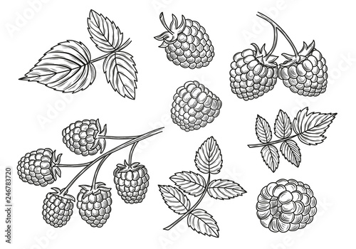Raspberry vector drawing set. Isolated berry branch and leaves sketches.