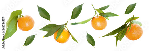 Collection of whole tangerine or clementine fruits isolated on white background