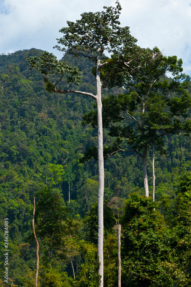 Fototapeta premium Rainforest. Khao Sok National Park. Suratthani Province, Thailand, Asia