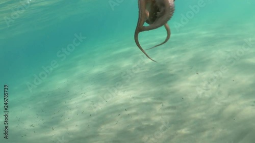 Sea level underwater scuba video of octopus swimming in tropical turquoise mediterranean sandy beach photo