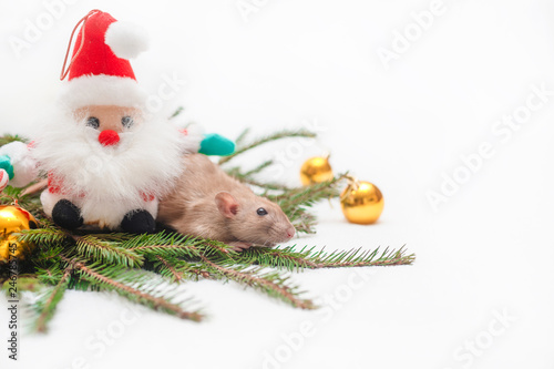decorative cute brown rat sitting on the branches of the Christmas tree with a Christmas decor and Santa Claus. The rat is a symbol Of the new year 2020