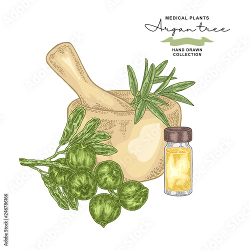 Argan tree essential oil. Medical plants set. Vector illustration hand drawn.
