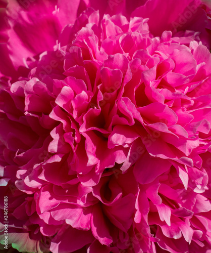 Pink peony blossom closeup  macro flower pattern