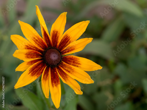 Yellow flower of Rudbeckia closeup