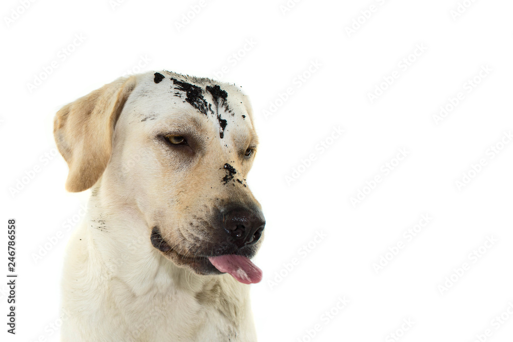 FUNNY MUDDY DIRTY DOG FACE. LABRADOR RETRIEVER PUPPY MAKING A FART WHILE IS PUNISHED. ISOLATED AGAINST WHITE BACKGROUND.