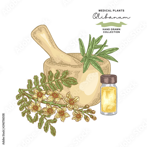 Olibanum tree branch. Medical plants set. Vector illustration hand drawn.